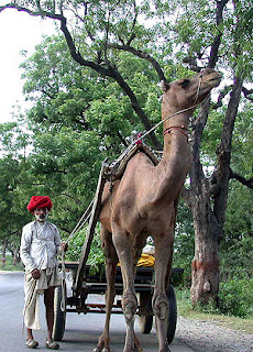 300px Camel Cart Mount Abu - राजस्थान