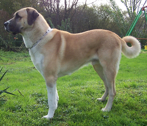 anatolian shepherd, anatolian shepherd dog, anatolian shepherd dogs, about anatolian shepherd dog, anatolian shepherd dog appearance, anatolian shepherd dog breed facts, caring anatolian shepherd dog, anatolian shepherd dog color, anatolian shepherd dog characteristics, anatolian shepherd dog coat color, anatolian shepherd狗气质，安纳托利亚牧羊犬狗的寿命，安纳托利亚牧羊犬喂食，安纳托利亚牧羊犬健康，安纳托利亚牧羊犬作为宠物