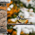 RSPB Big Garden Birdwatch Photographing Birds