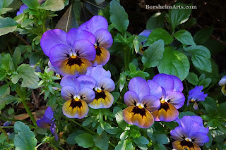 Florence Italy flowers happy birthday Rudy gardens