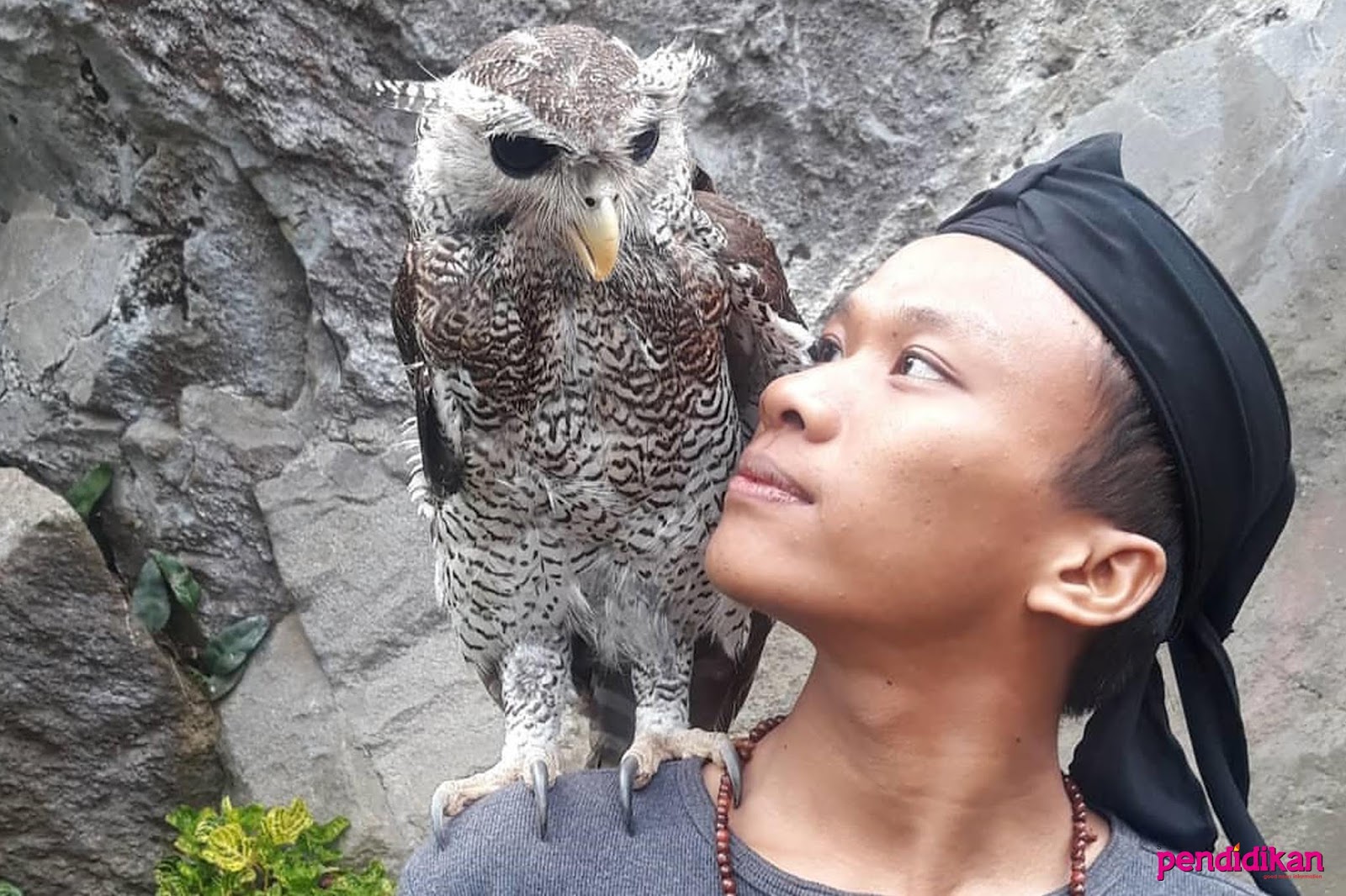 5400 Filosofi Burung Hantu Dalam Islam Terbaru Gambar Hantu