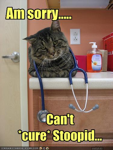 funny cat picture - funny cat pictures-lolcat-stupid