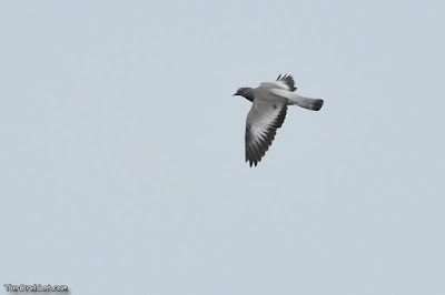 Xixella (Columba oenas)