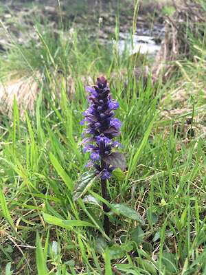 Wildflower - Bugle