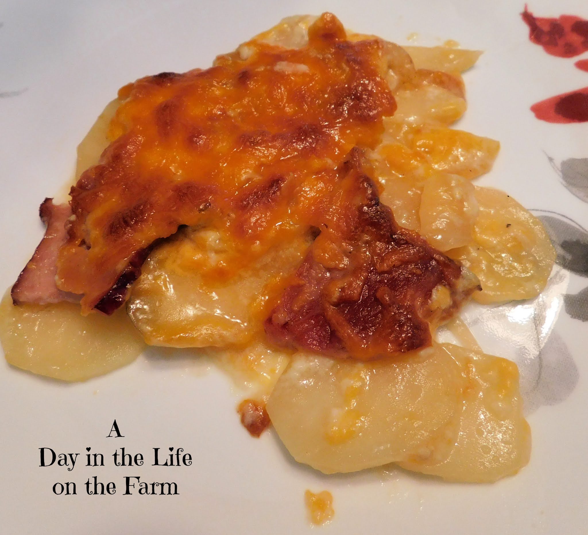 A Day in the Life on the Farm Au Gratin Potato and Ham Casserole 