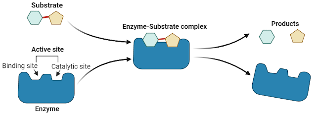 mechanism of enzyme action
