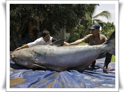 ikan paling besar di dunia
