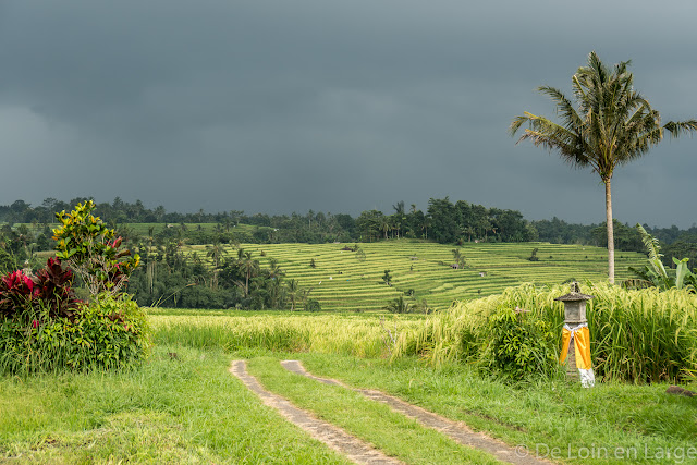 Rizières de Jatiluwih - Bali