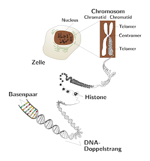 Kromozomun uç kısmında yer alan Telomer yapıları