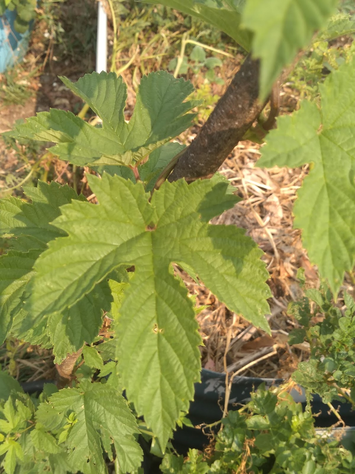 Mudflower Target hops Australia