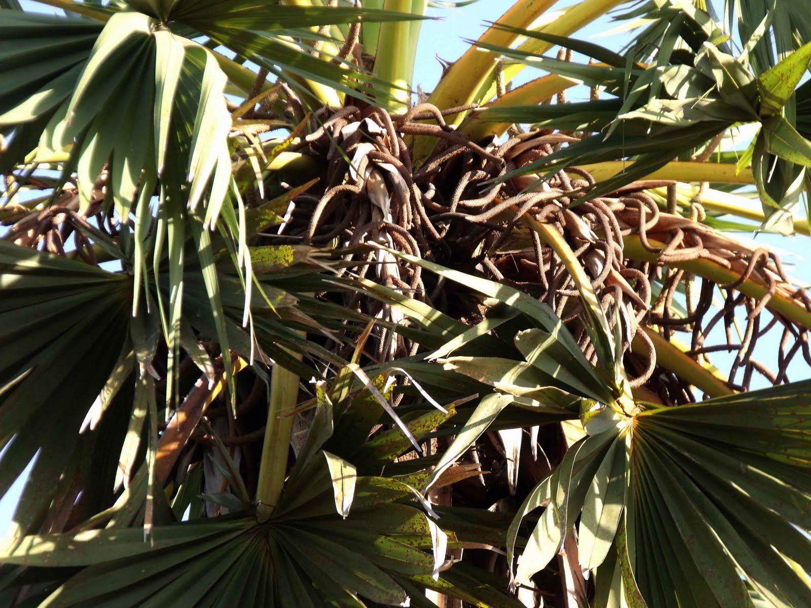 philipveerasingam 'Male' and 'Female' Palmyra trees.