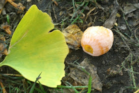Ginkgo biloba leaf fruit by garden muses-not another Toronto gardening blog