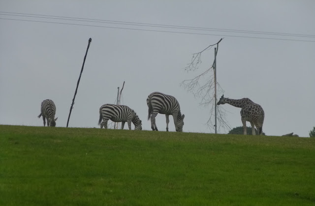 Zebras im Fota Wildlife Park in Cork / Irland 