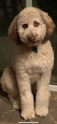 Moka, a white dog with brown ears, the LaBarre's ten-month-old labradoodle.