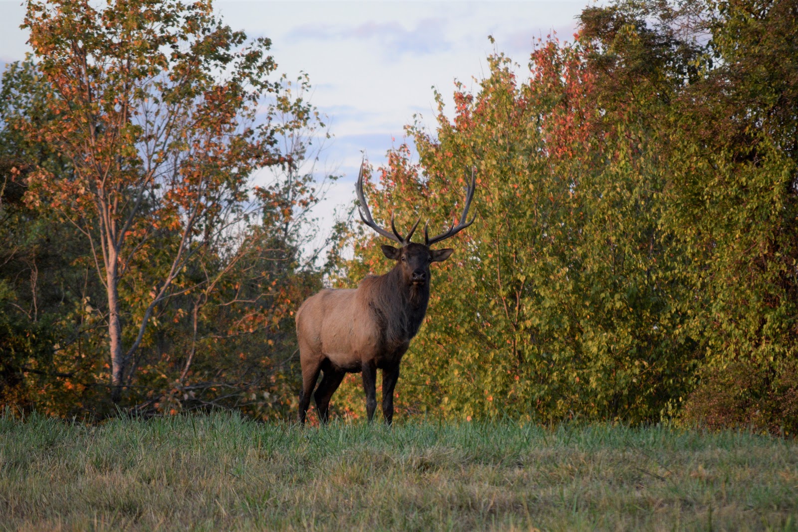 Joie de Linda Elk at Hatfield Knob