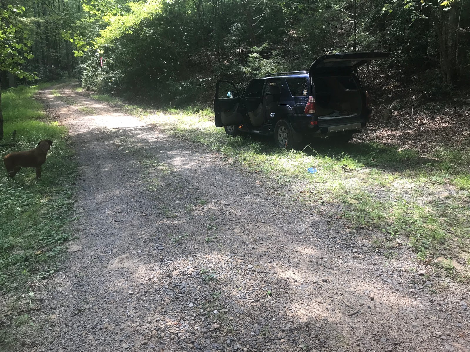 Wandering Virginia South Piney Mountain Trail, Warm Springs District, GWNF