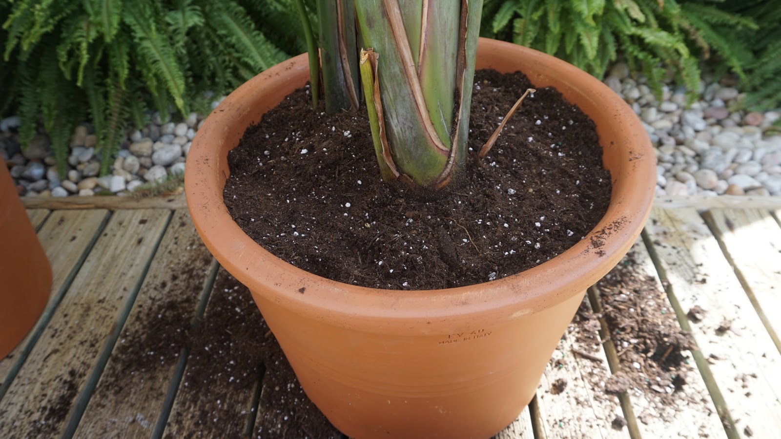 Lorraine Stanick How to Pot A Plant
