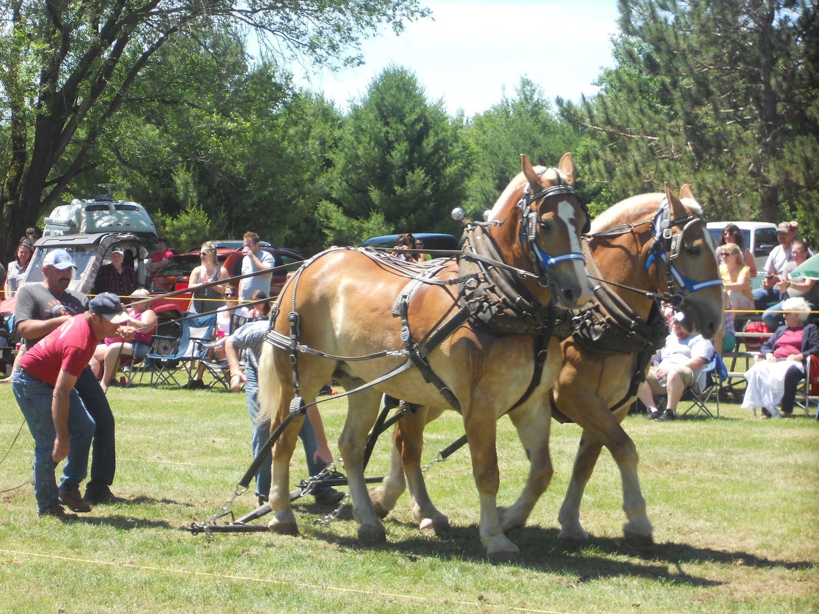 Pulverized Concepts Draft Horse Action In Chetek, Wisconsin