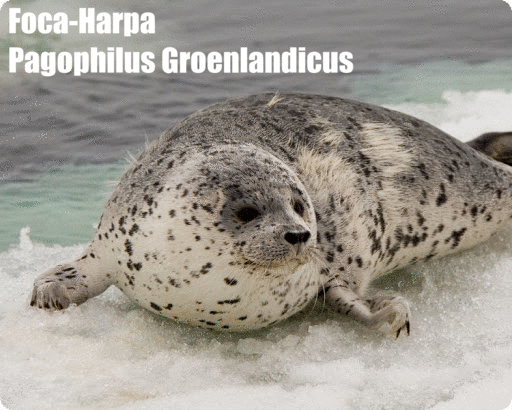 Foca-Harpa | Pagophilus Groenlandicus | Foca da Groenlândia
