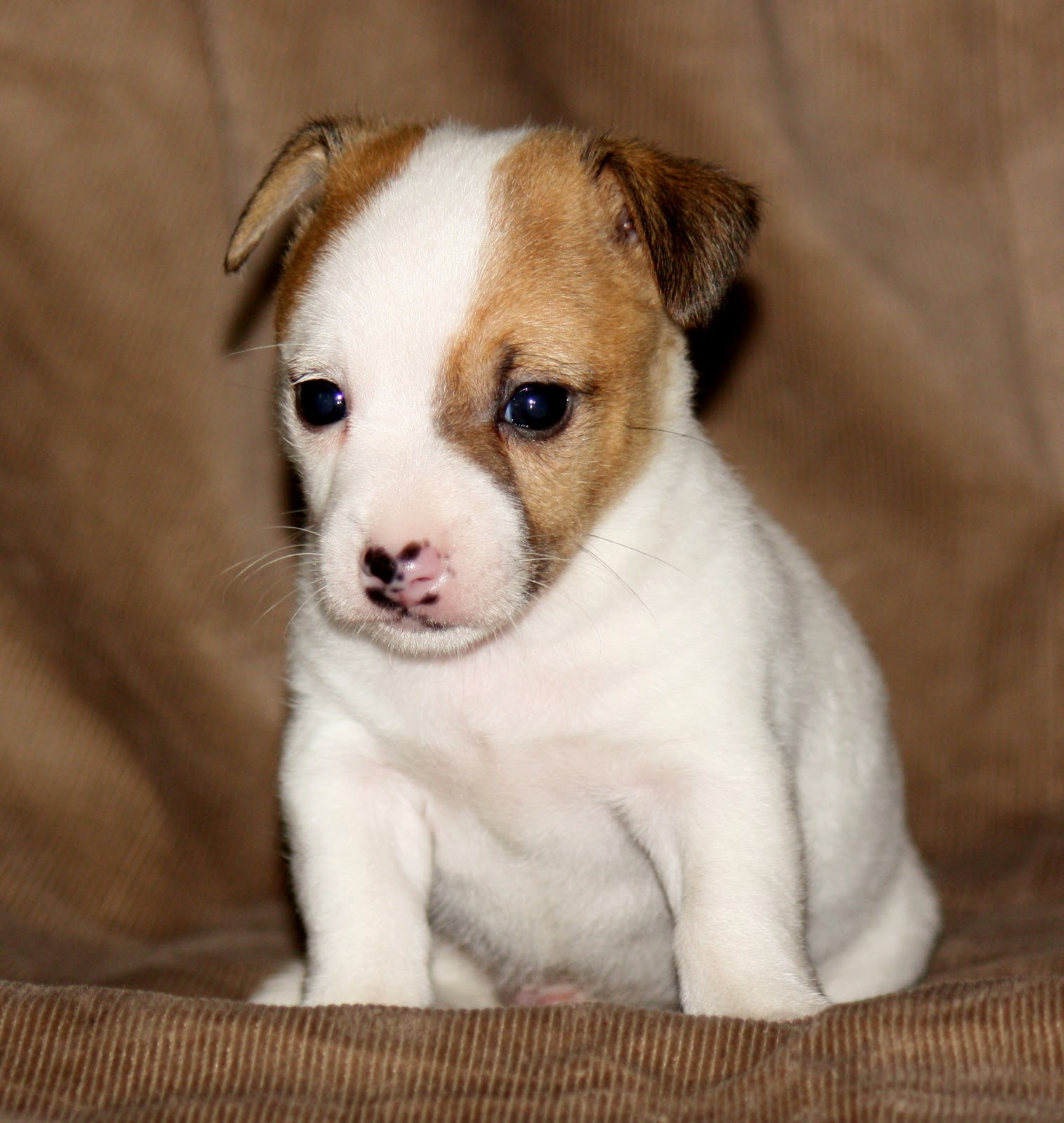 Providence Puppies Taco Terrier Puppies