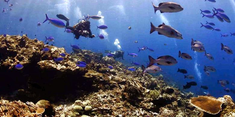 Gambar Skema Zona Ekosistem Air Laut Brainly Id Unduh Png Gambar Skema Zona Ekosistem Air Laut Brainly Id Unduh Png