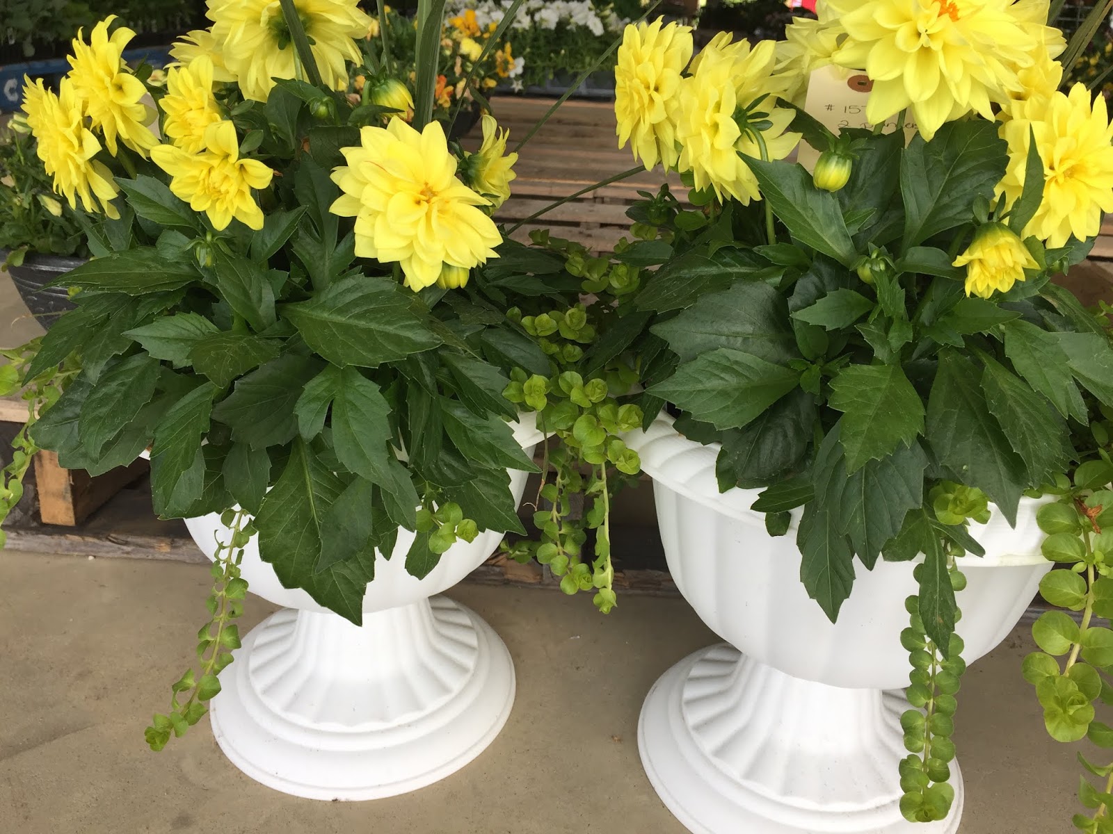 Owl Creek Produce Auction 05/02/20