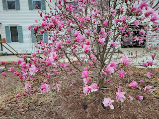 Magnolia tree in full bloom