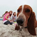 12 Signs You are a Crazy Basset Hound Person