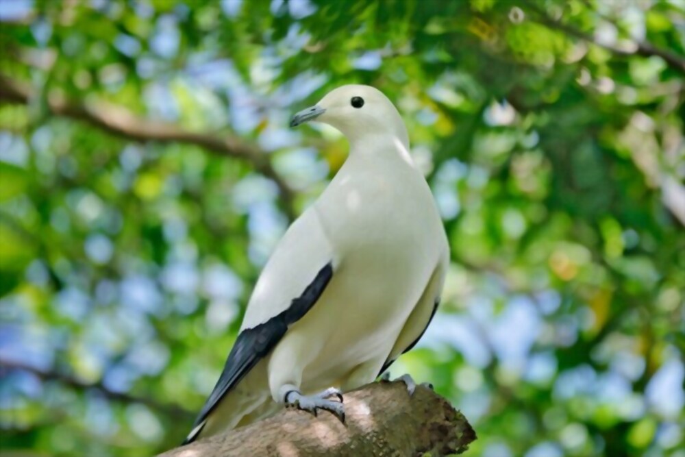 Pied Imperial Pigeon