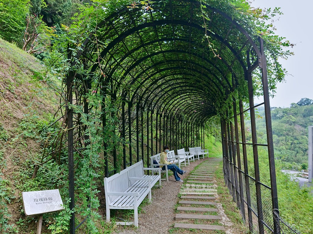 苗栗景點,雅聞七里香玫瑰森林,苗栗親子旅遊