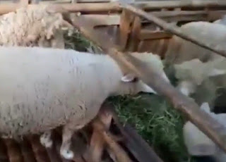 Cara Memilih Bibiit Kambing Domba yang bagus untuk Penggemukan