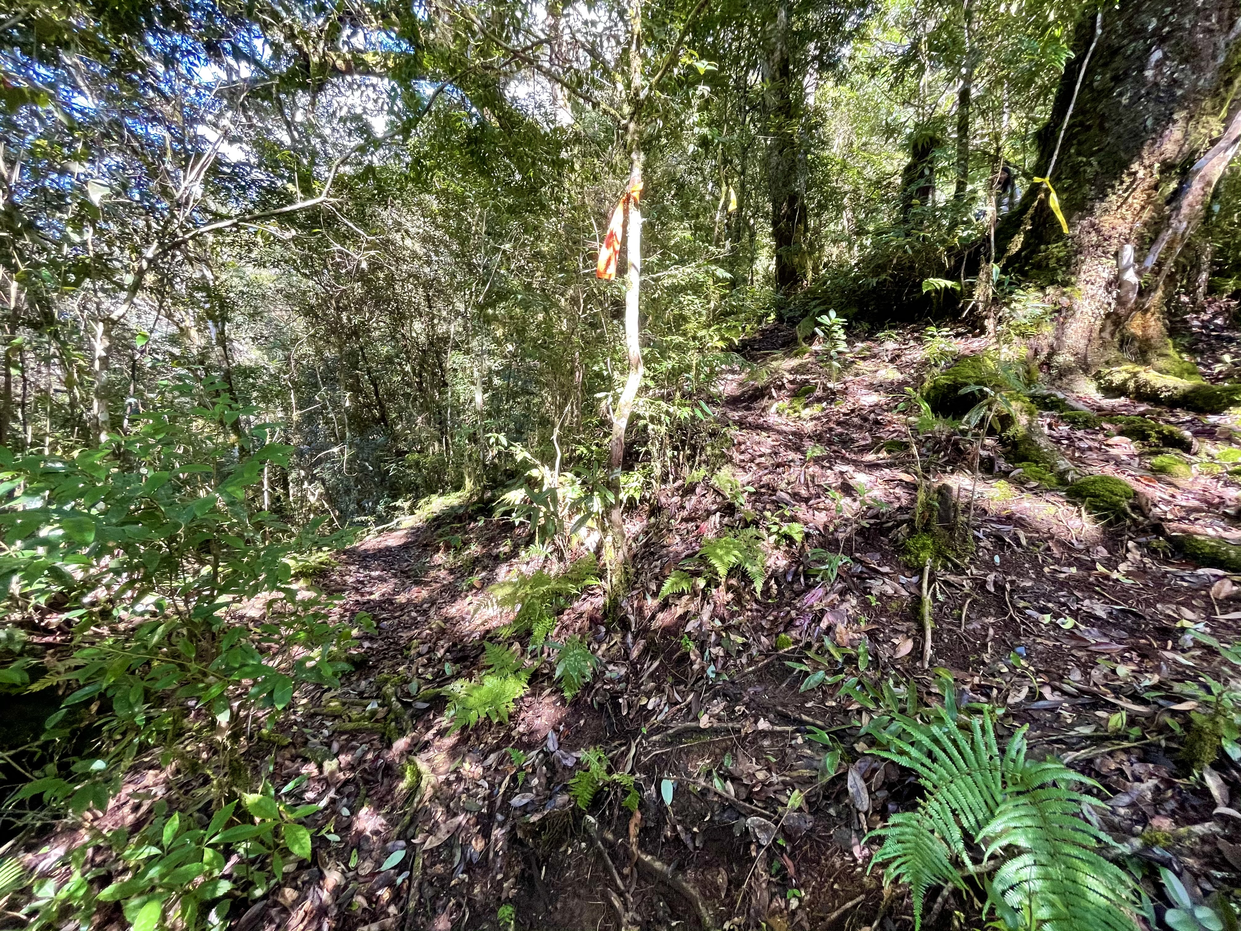 玉里山為台灣的小百岳之一也是東台灣知名的中級山