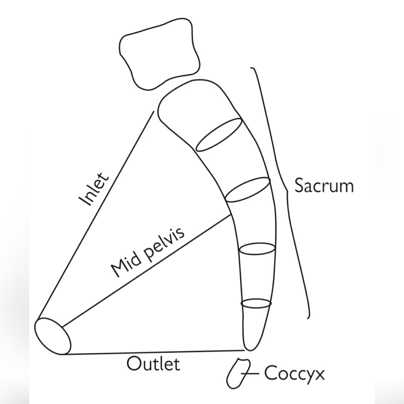 The female pelvis types and diameter Nurses note help