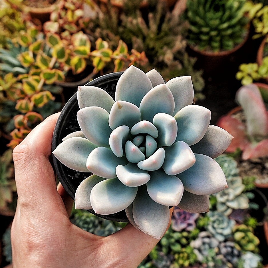 Keeping Succulents In A Greenhouse Over Winter Care Of Succulents In A Greenhouse Over Winter