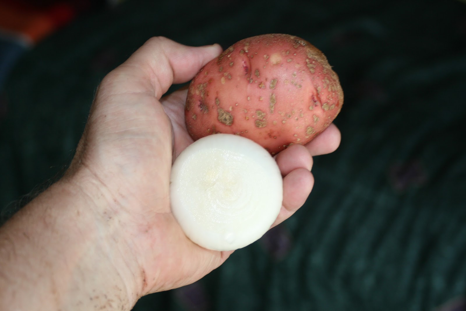 DanO's Garden Onions and potatoes for everyone!