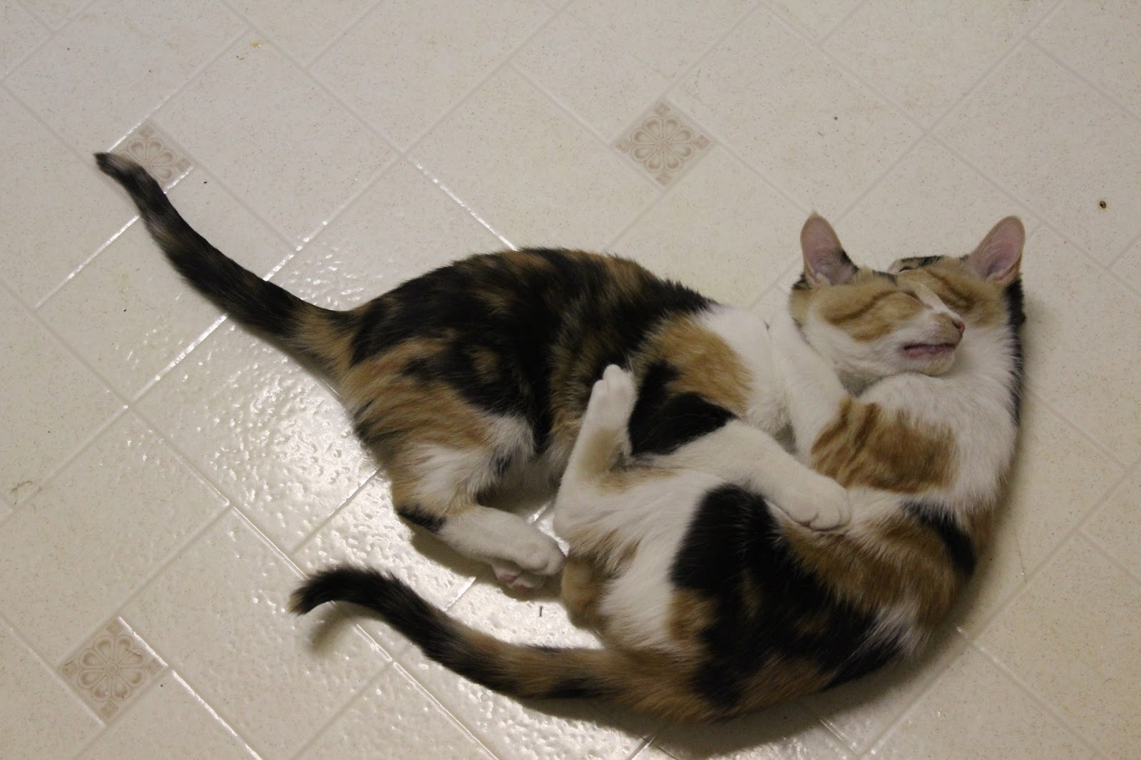 Crazy Calico Cats Calico Randoms
