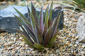 Succulents And More 2019 Mangave Roundup