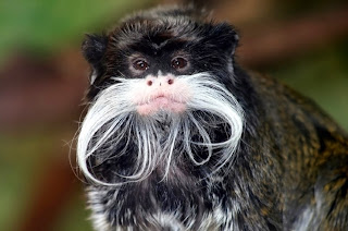 Monyet Emperor Tamarin