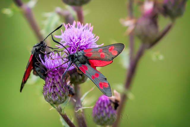 Macro image of black and red moths on a purple flower at Ouse Fen Nature Reserve