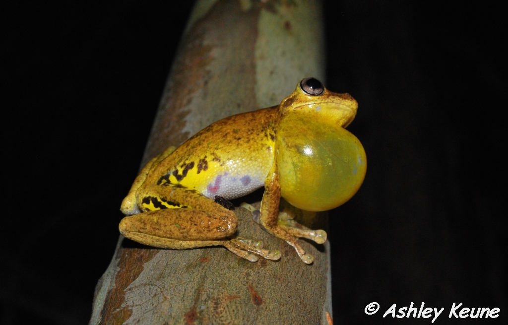 Australian Frogs Photography KEUNEA PHOTOGRAPHY Another Collection of