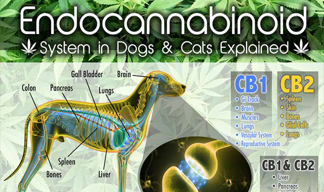 Endocannabinoid System in Dogs & Cats Explained #infographic