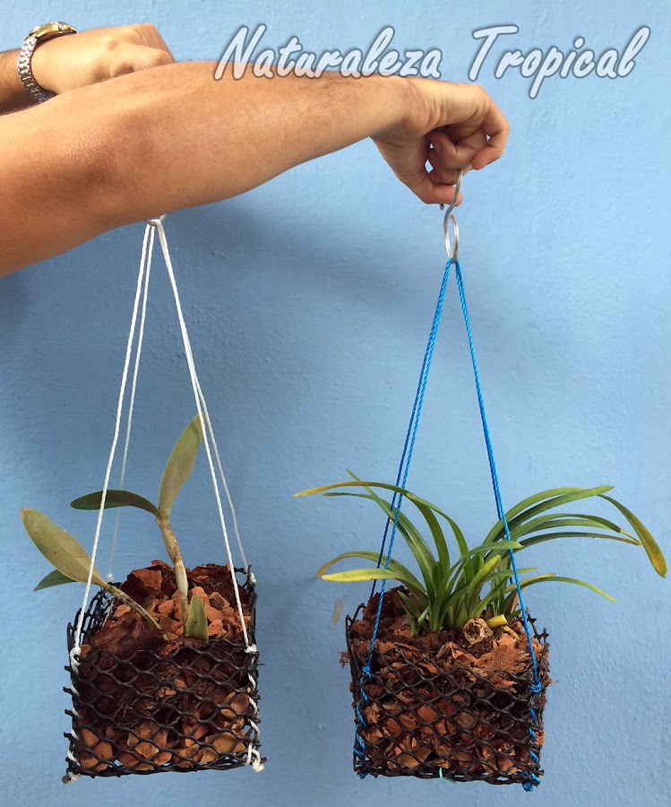 Crea las macetas perfectas para tus orquídeas con tus propias manos