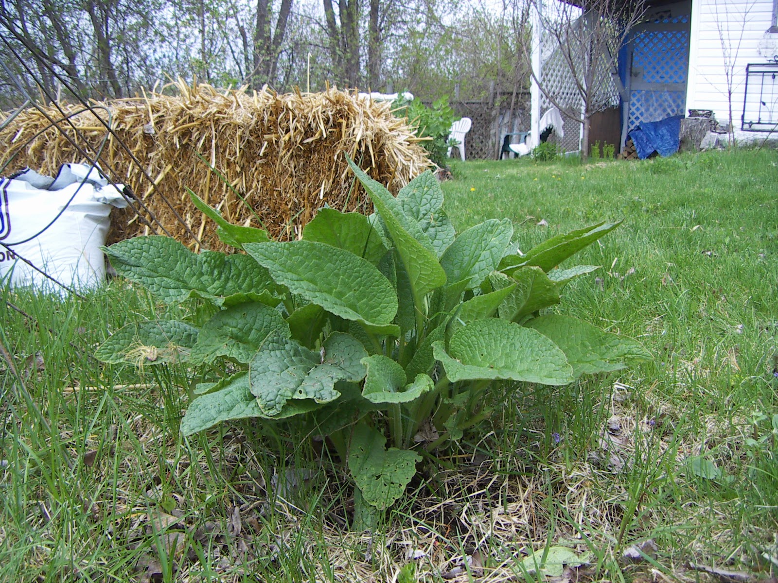 Underground Medicine Garbling the comfrey roots & a couple of nifty