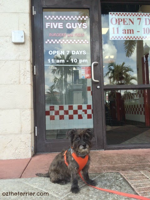 Oz the Terrier enjoys eating at Five Guys Burgers & Fries dog-friendly patio seating