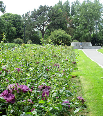 Tralee rose garden
