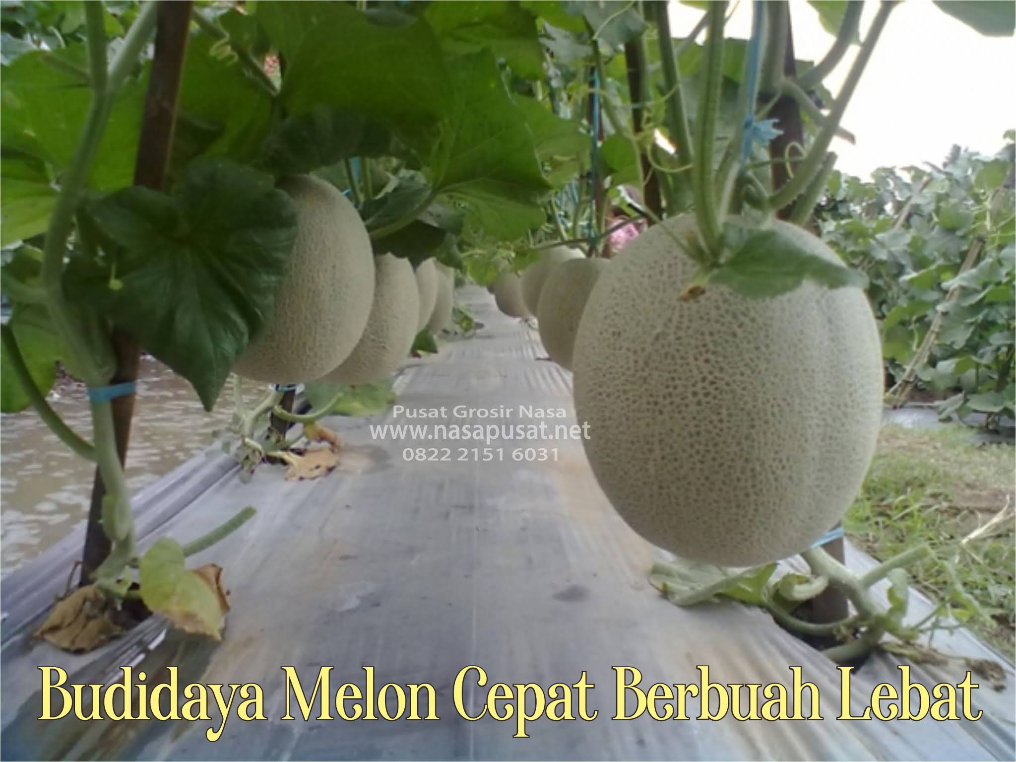 Cara Menanam Melon Agar Berbuah Besar Dan Berbuah 3 Nasa Pusat Grosir Produk Nasa
