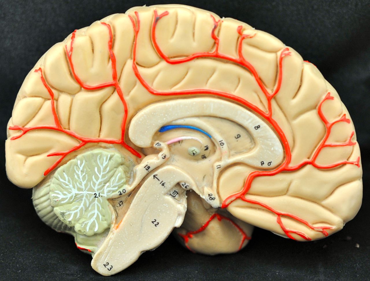 Brain 84. Мозг в разрезе. Срез головного мозга. Модель мозга в разрезе..