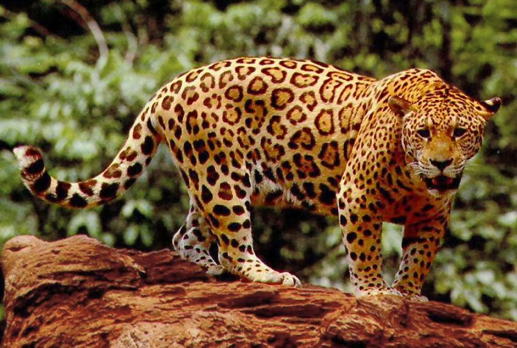 jaguar Animals | Amazing Facts & Latest Pictures | Animals Lover