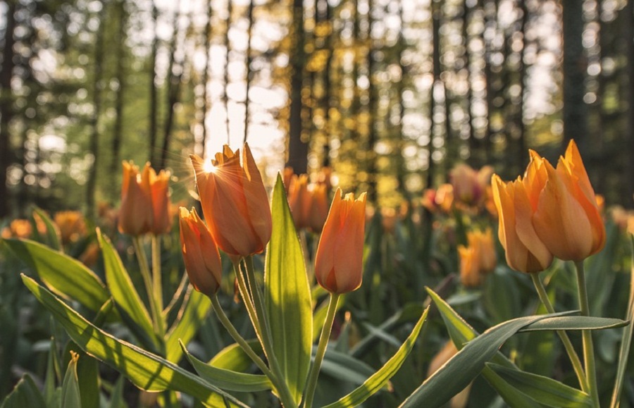 15 Gambar  Bunga  Tulip  yang Indah dan Cantik Roman Kamelove