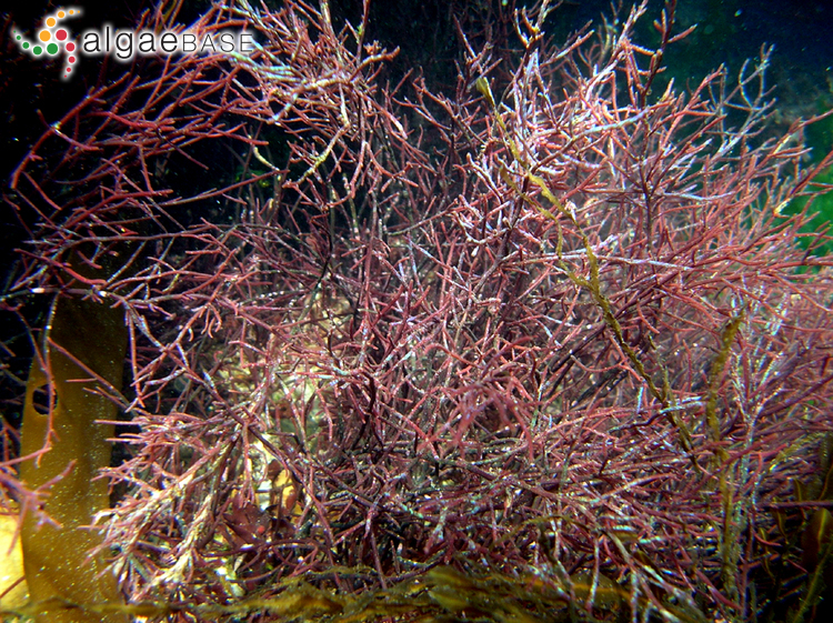 Chondria Variety of Life